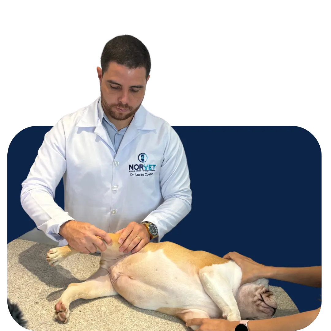 Imagem ilustrativa de reabilitação veterinária