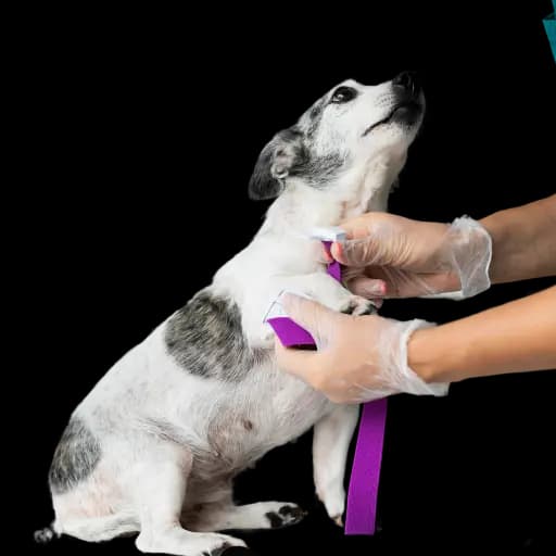 Reabilitação Veterinária